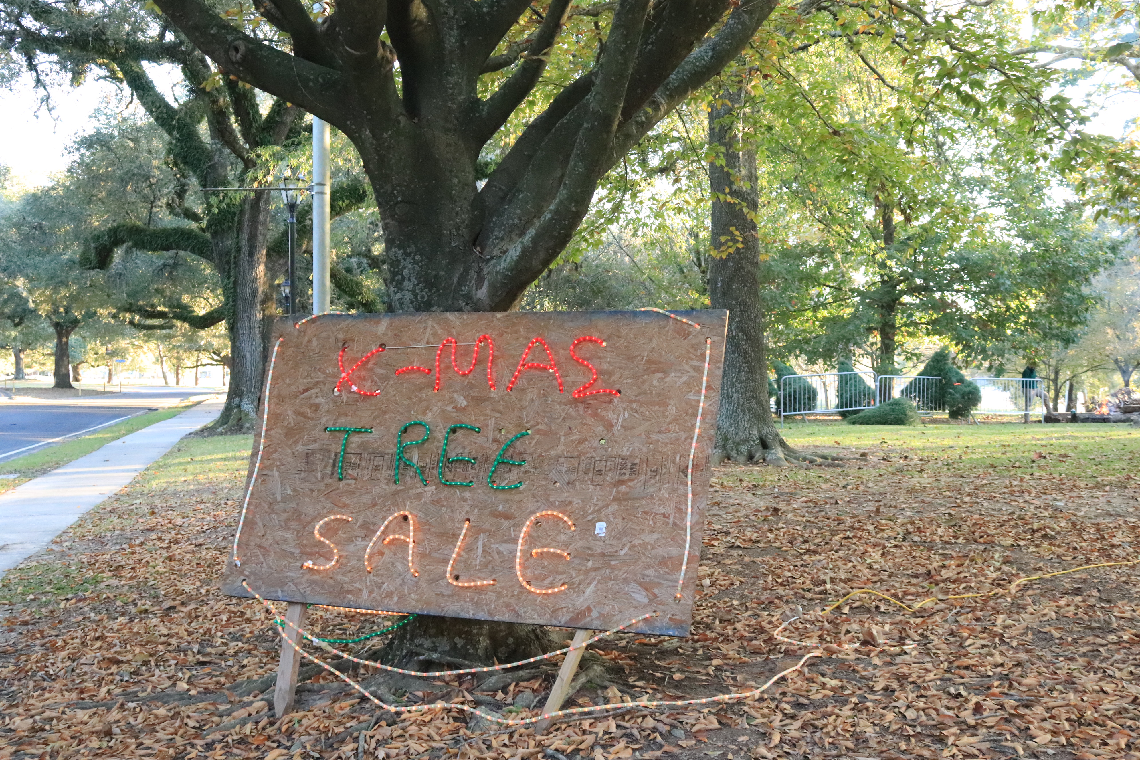 LSU students selling Christmas trees; consider these tips regardless of where you buy 